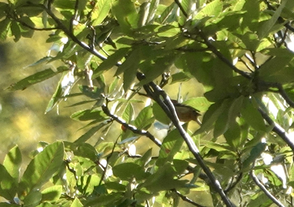 メボソムシクイ属 - ML644692653