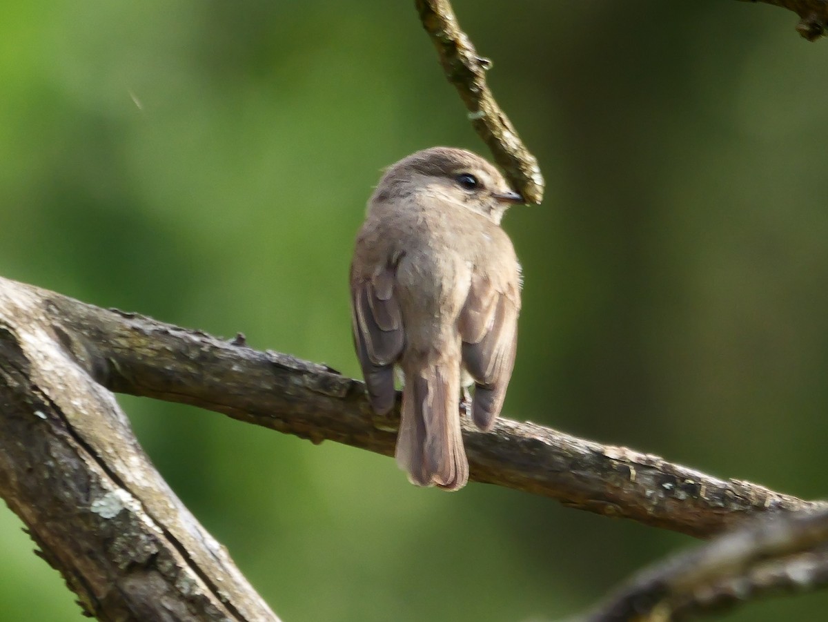 African Dusky Flycatcher - ML644692655