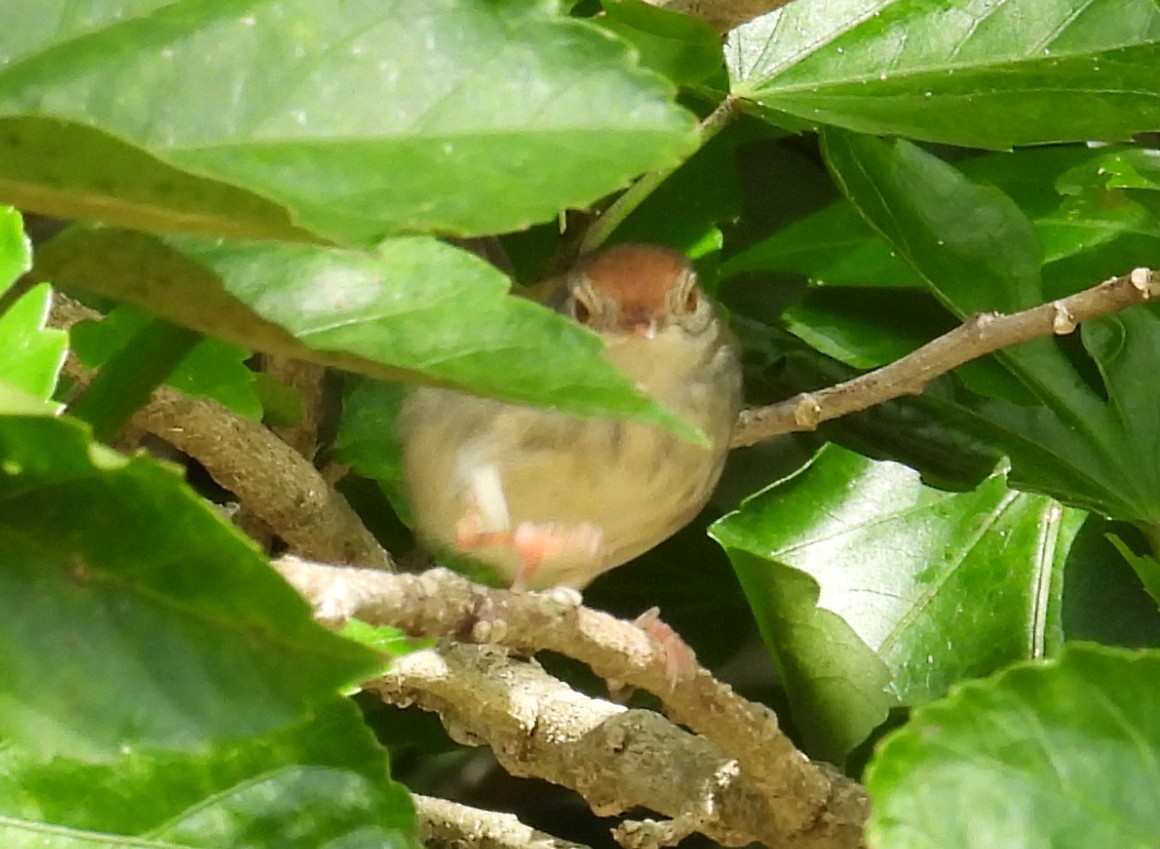 Terzikuşu - ML644692663