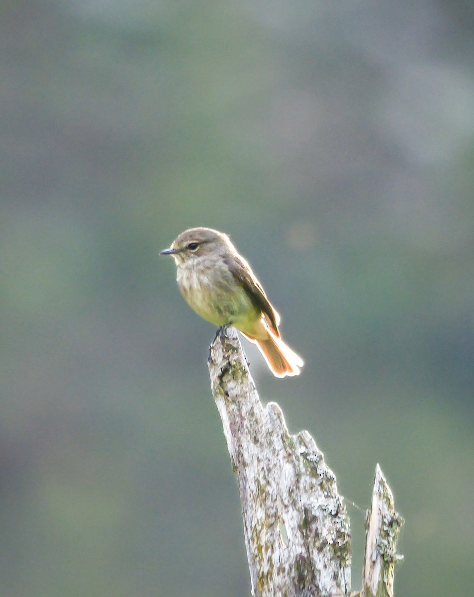 African Dusky Flycatcher - ML644692665