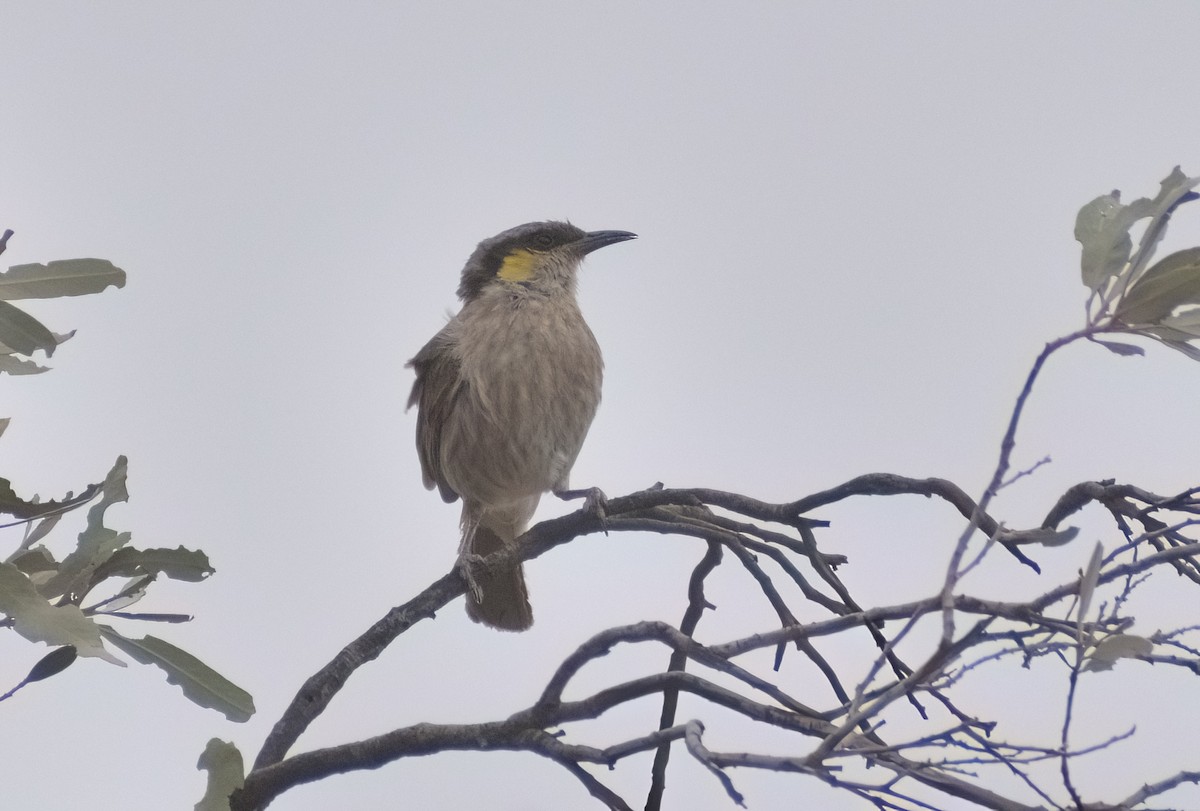 Singing Honeyeater - ML644692678