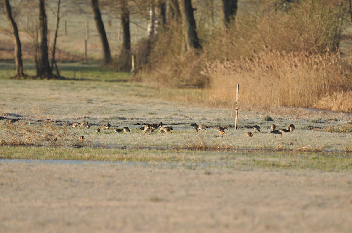 Aguja Colinegra - ML644692679