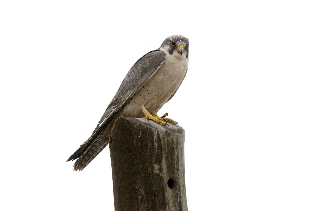 Halcón Borní - ML644692680