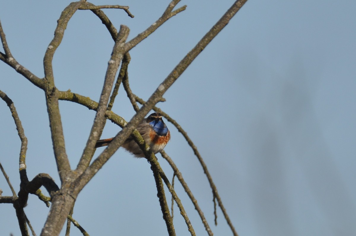 Ruiseñor Pechiazul - ML644692684