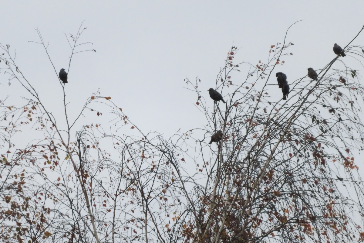 Шпак звичайний - ML644692689