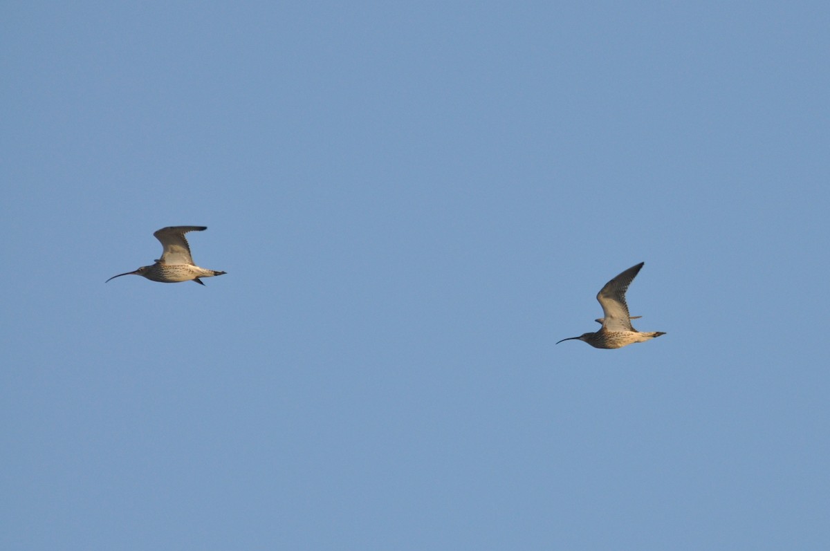 Zarapito Real - ML644692699