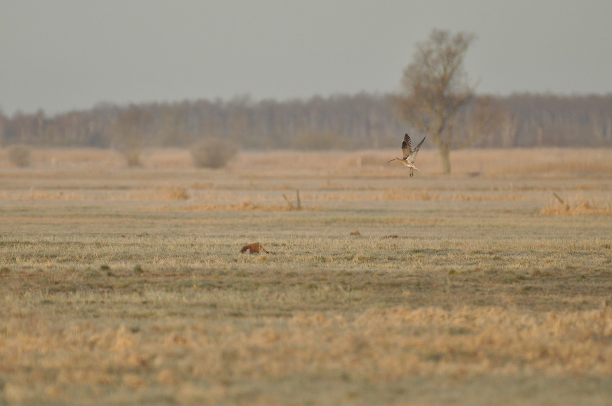 Zarapito Real - ML644692700