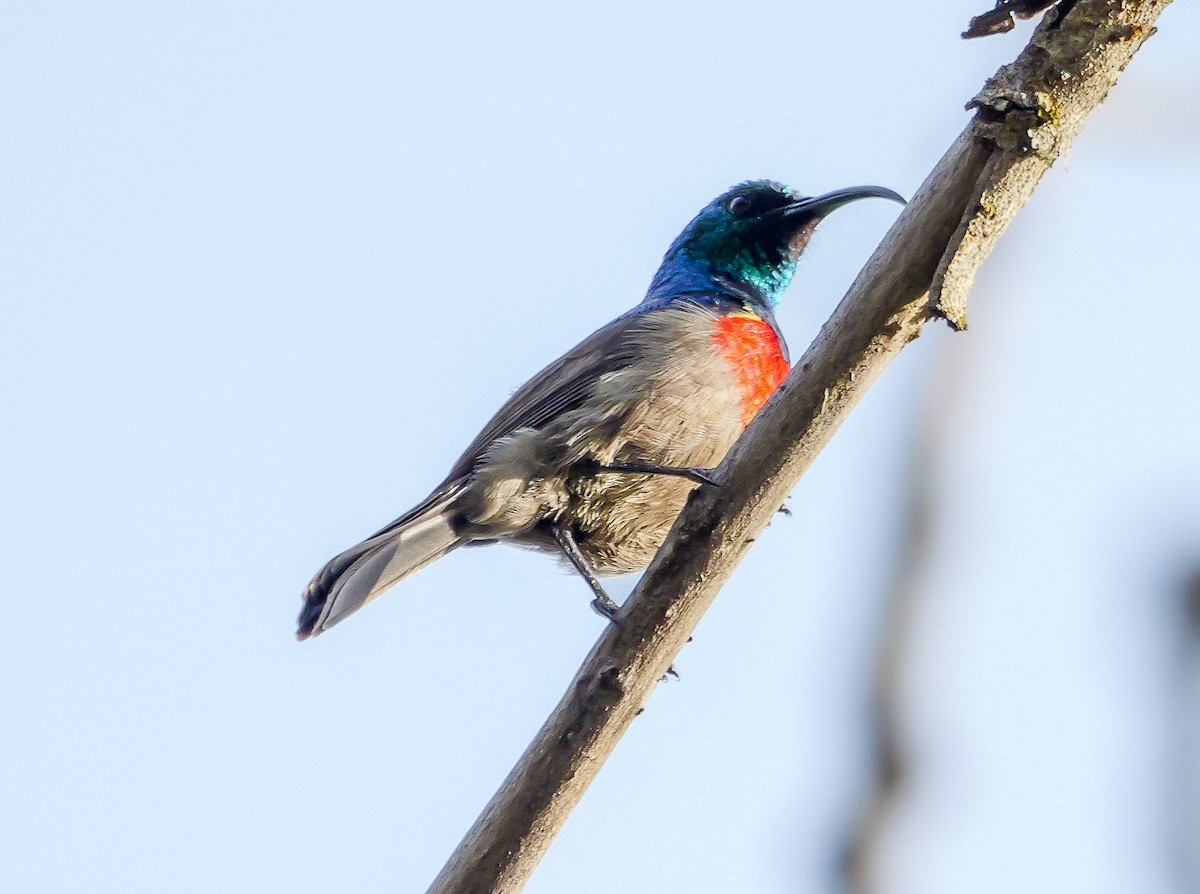 strdimil západokapský - ML644692717