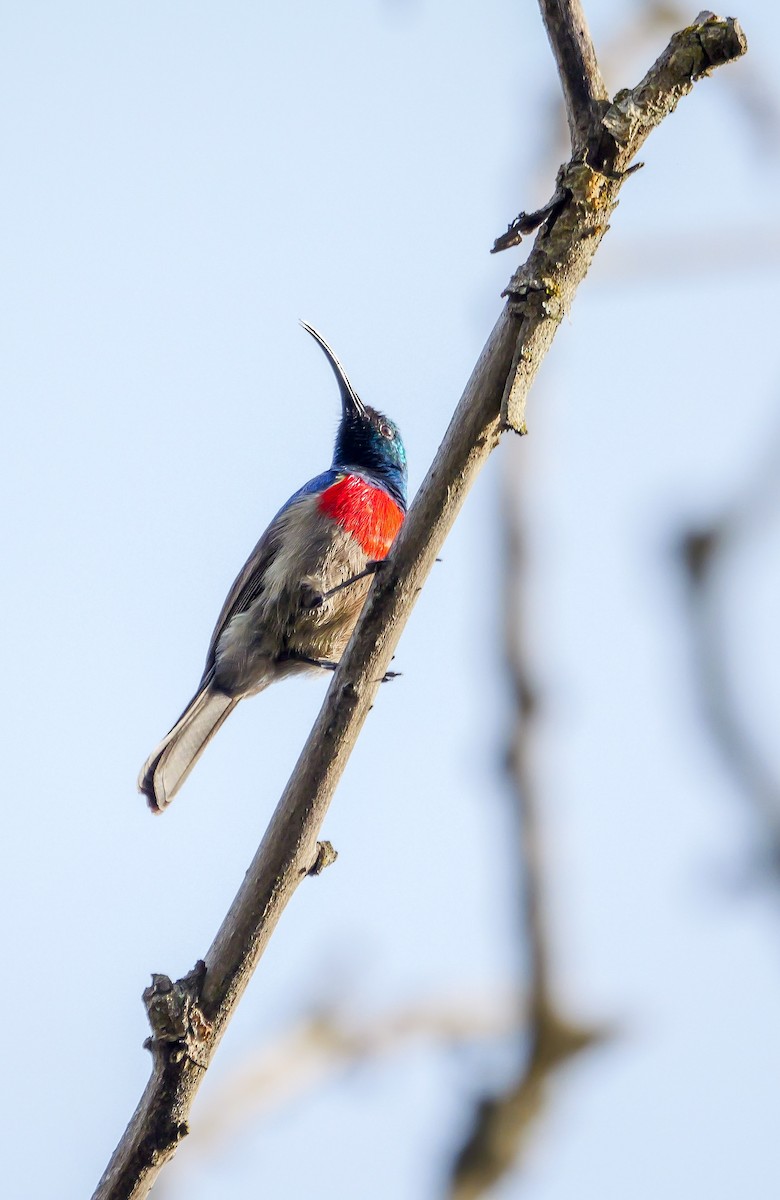 strdimil západokapský - ML644692718