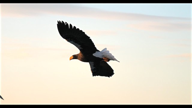Steller's Sea-Eagle - ML644692721