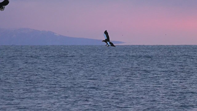 Steller's Sea-Eagle - ML644692722
