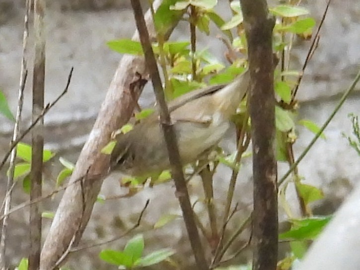 עלווית כהה - ML644692723