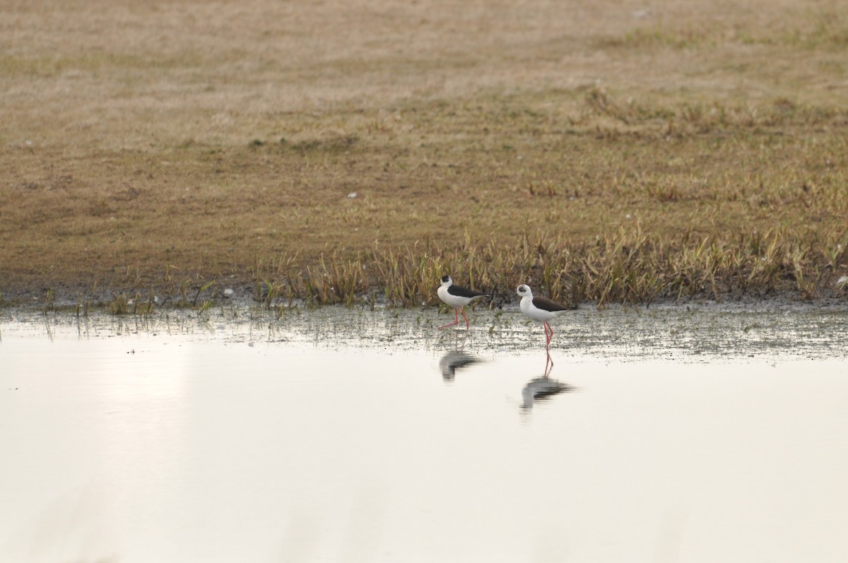Cigüeñuela Común - ML644692734
