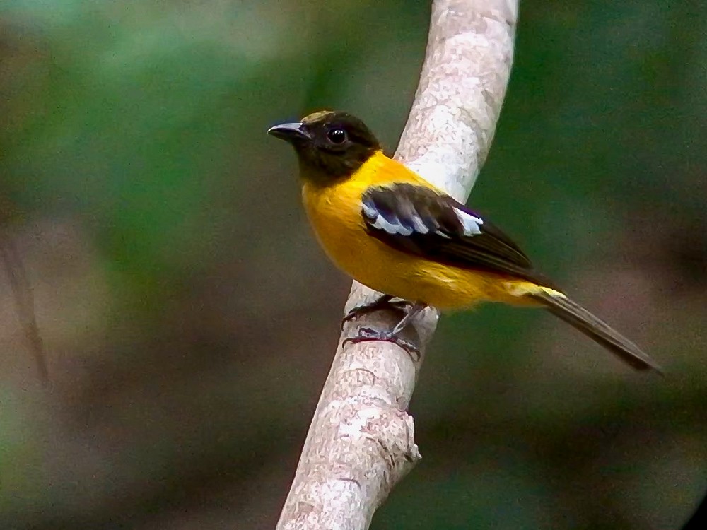 White-winged Shrike-Tanager - ML644692735