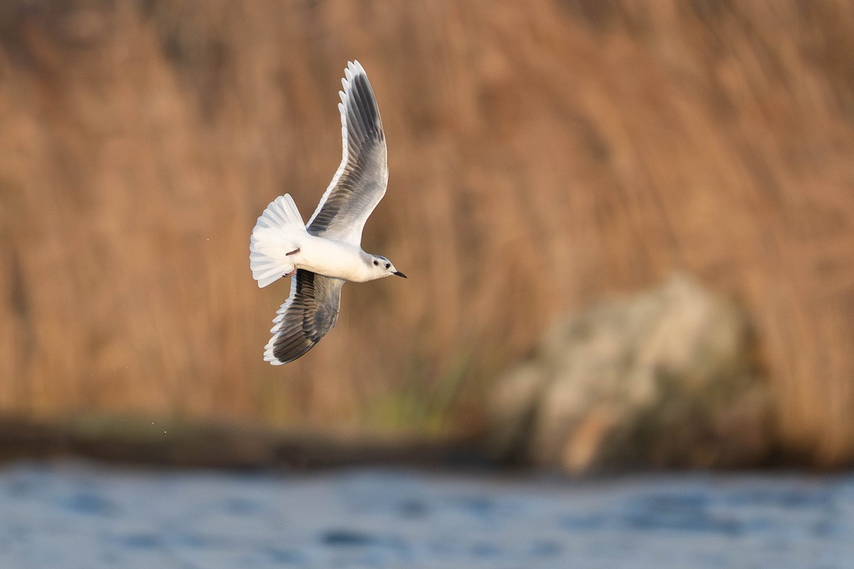 Little Gull - ML644692742