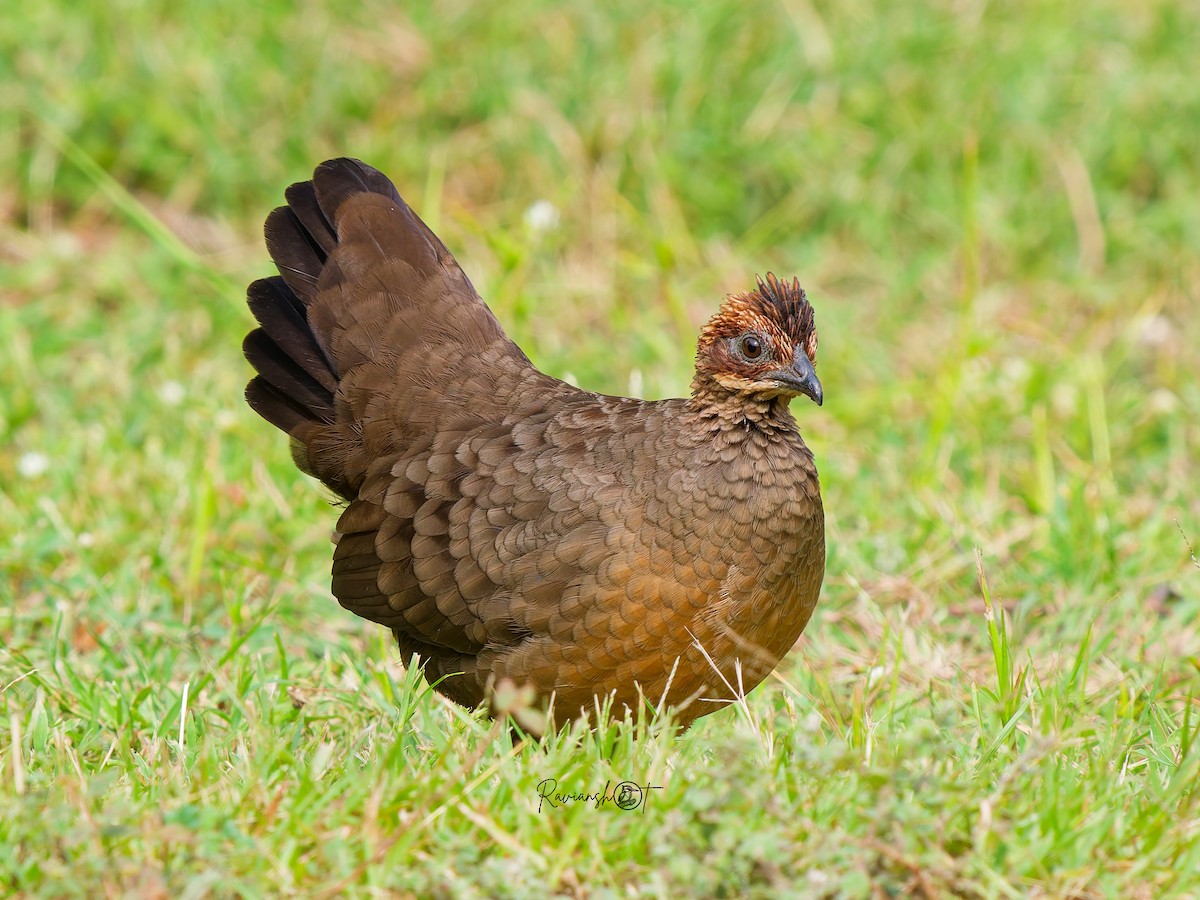 Painted Spurfowl - ML644692743