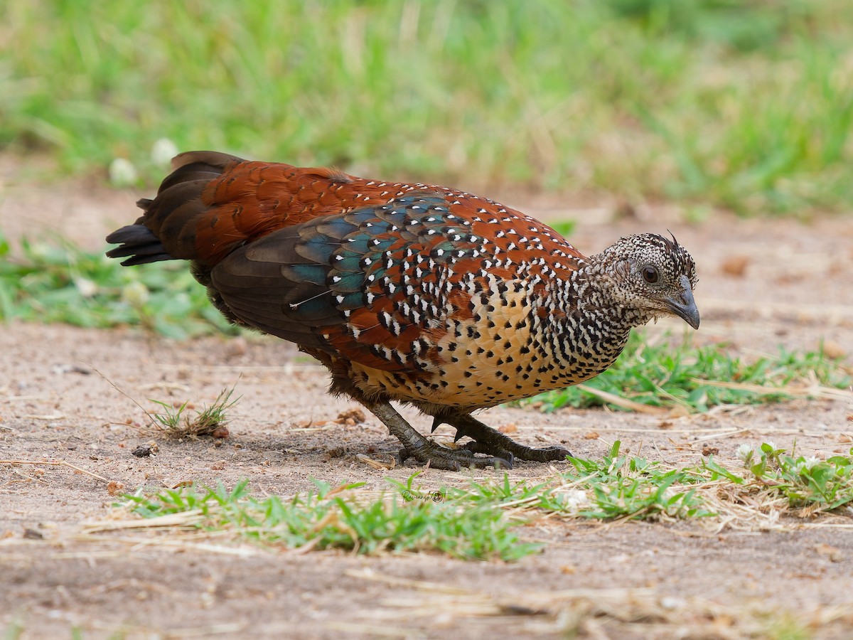Painted Spurfowl - ML644692744