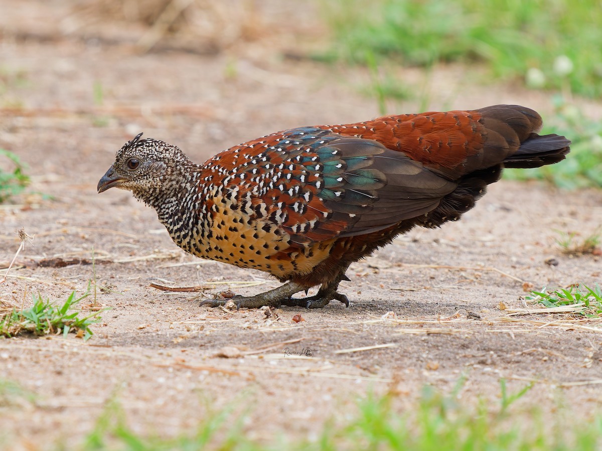 Painted Spurfowl - ML644692745