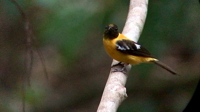 White-winged Shrike-Tanager - ML644692746