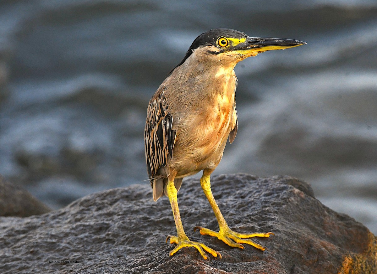 Little Heron - ML644692748