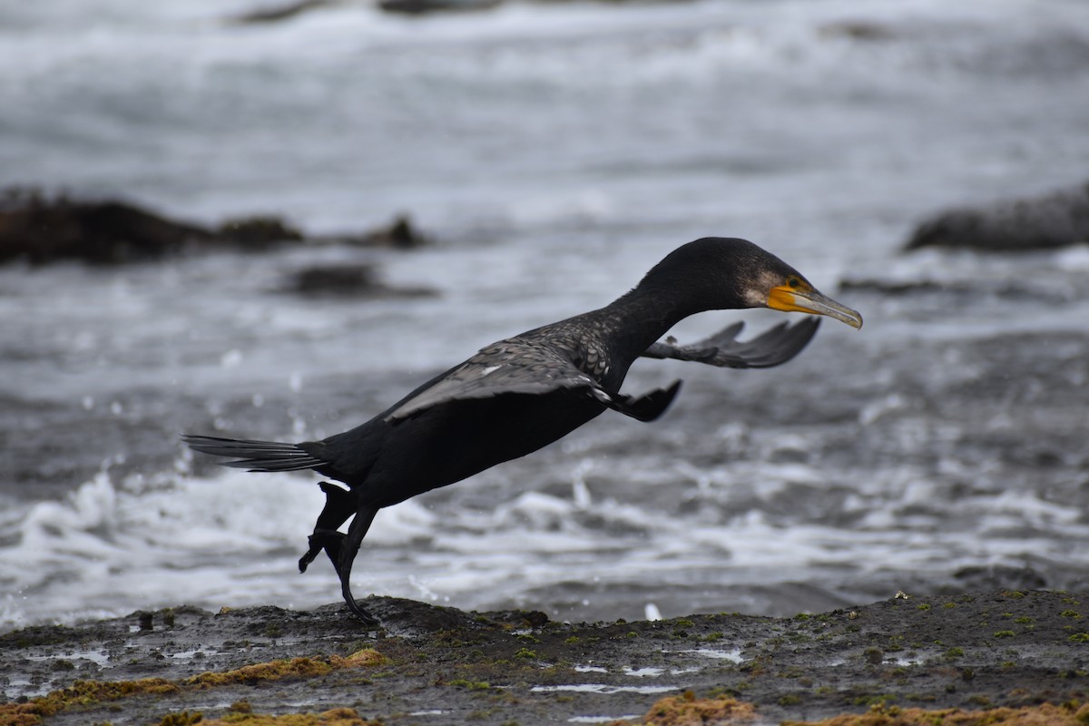 Great Cormorant - ML644692750
