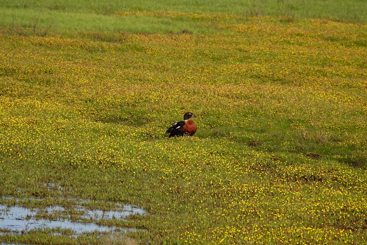 Australian Shelduck - ML644692751