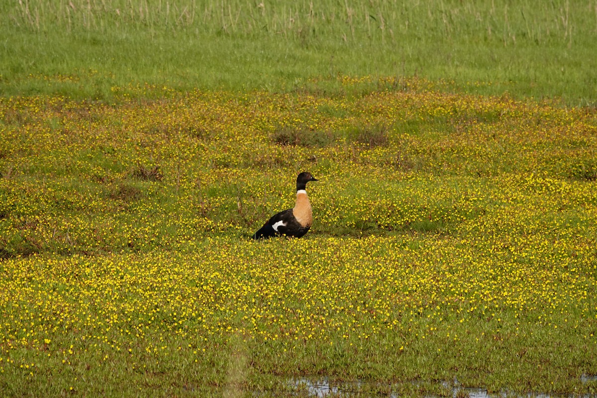Australian Shelduck - ML644692752