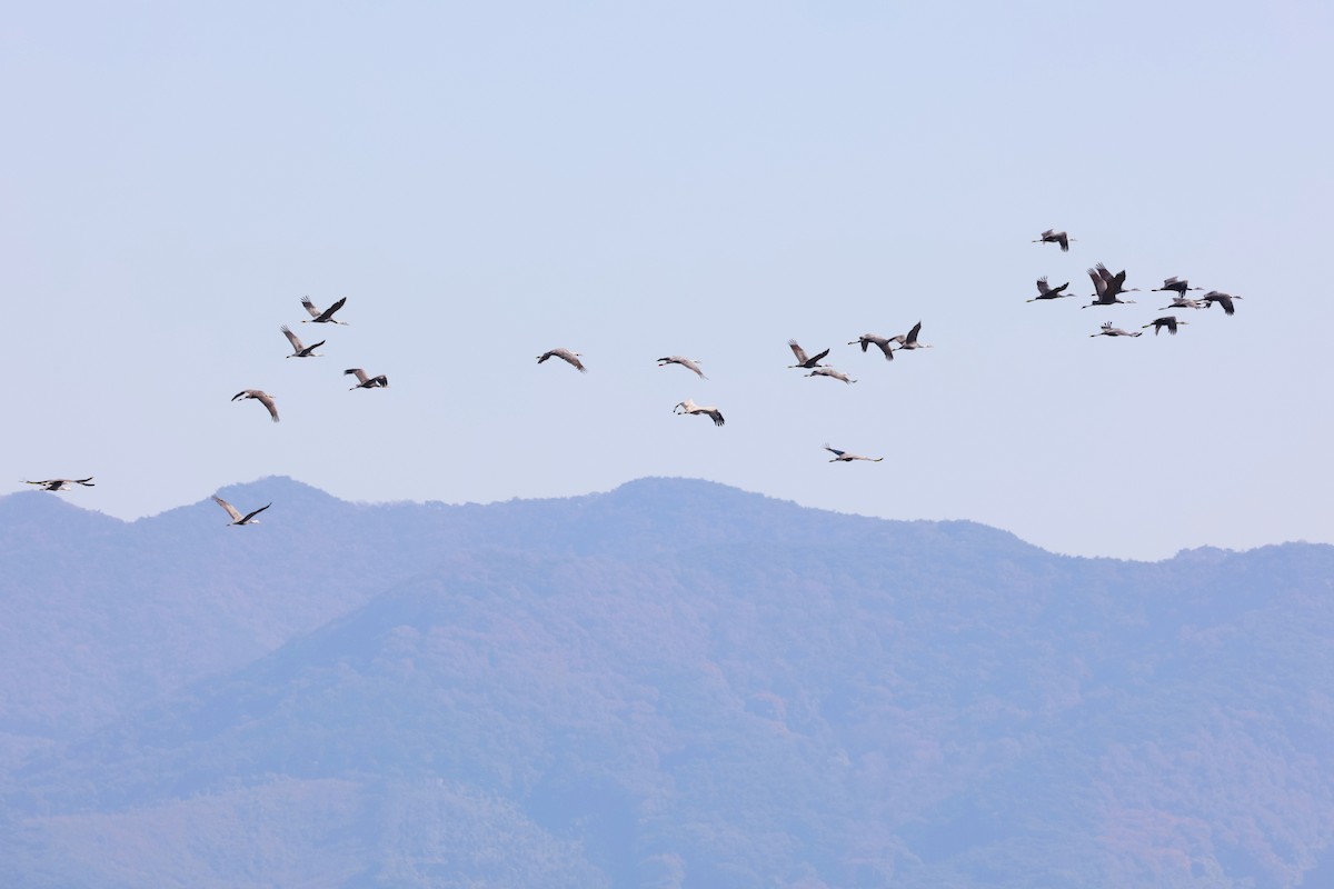Hooded Crane - ML644692754