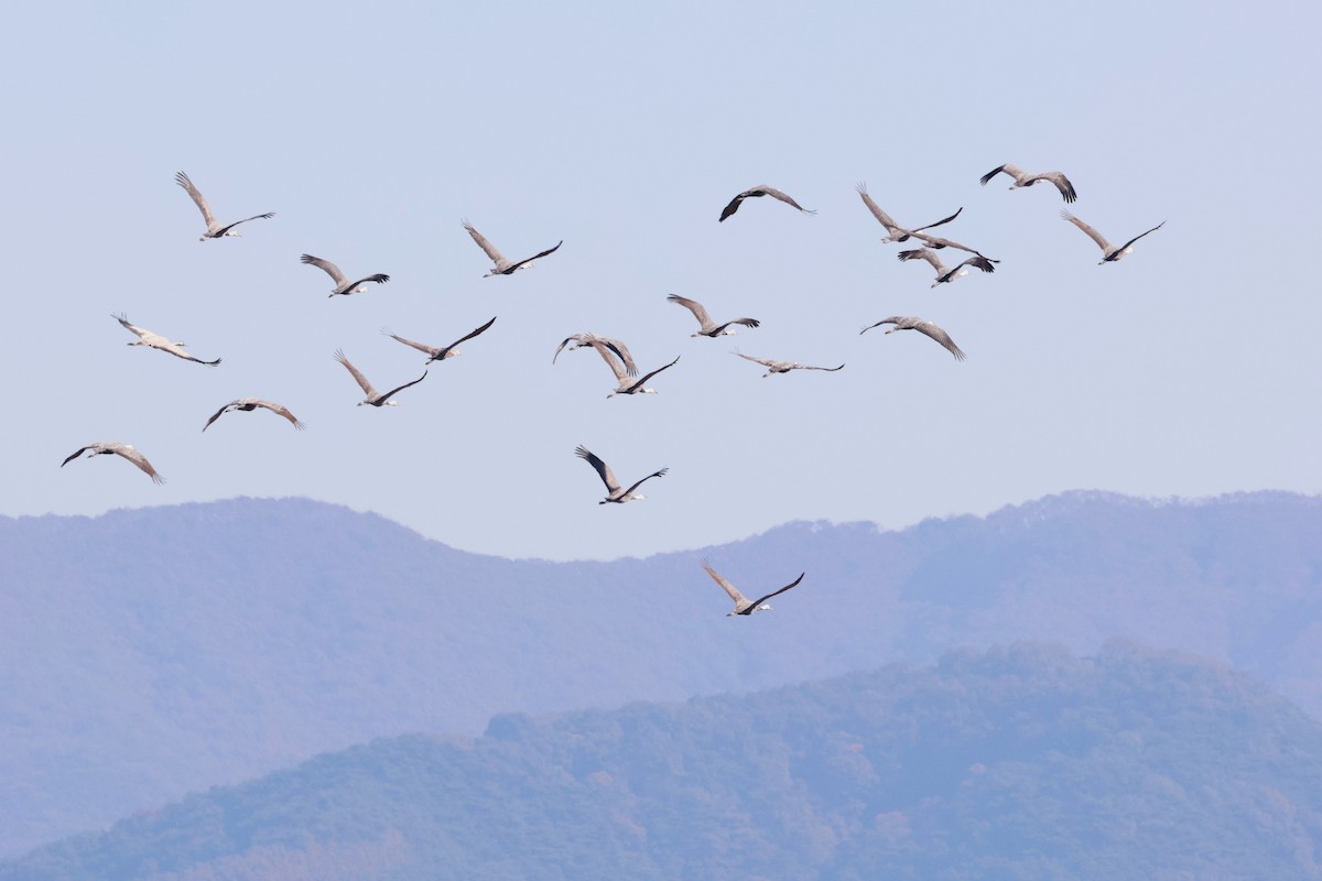 Hooded Crane - ML644692755