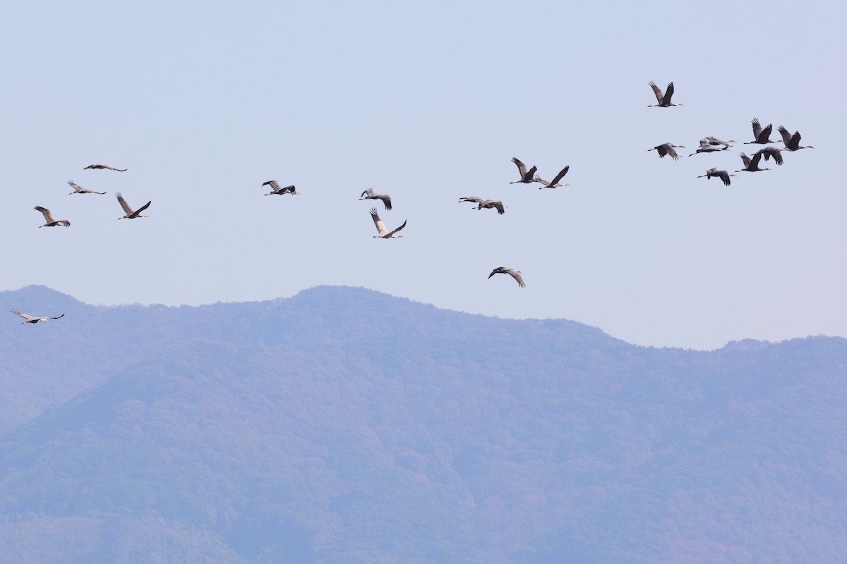 Hooded Crane - ML644692756