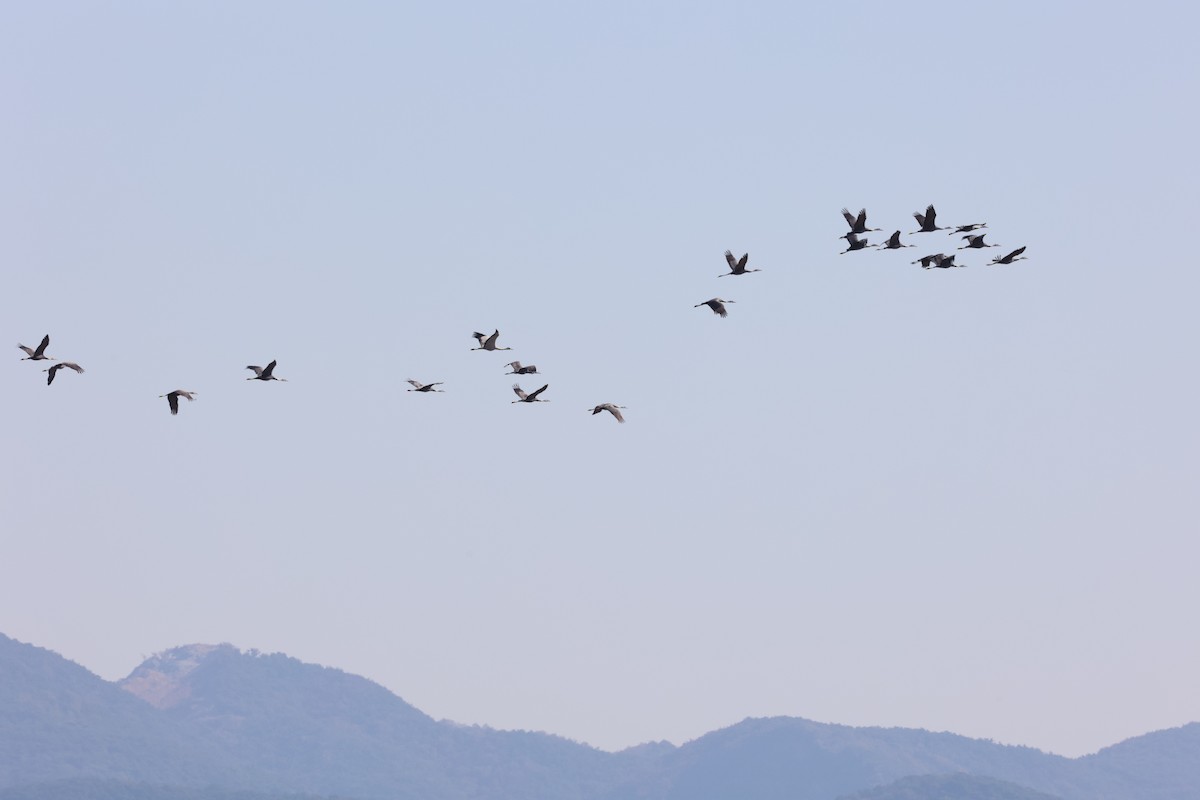 Hooded Crane - ML644692757