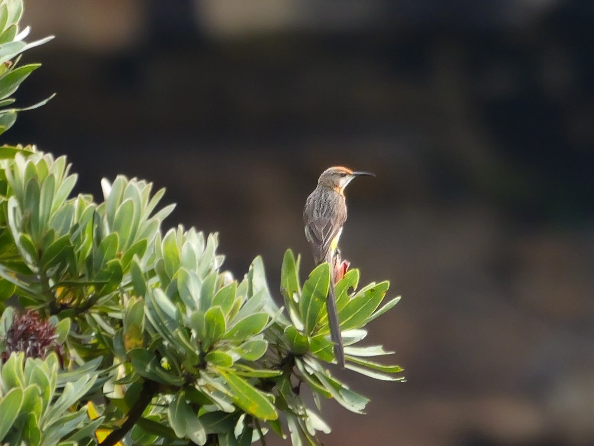 Gurney's Sugarbird - ML644692758