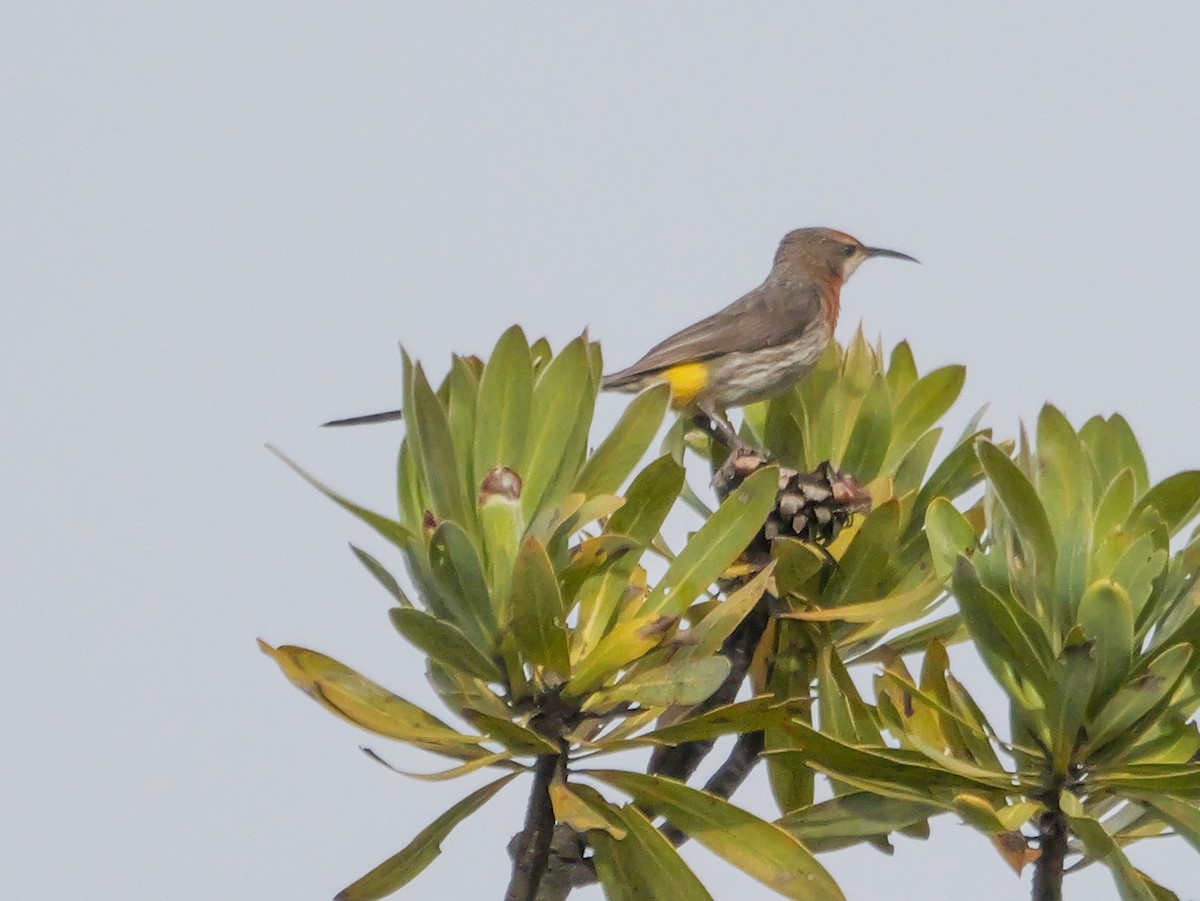 Gurney's Sugarbird - ML644692759