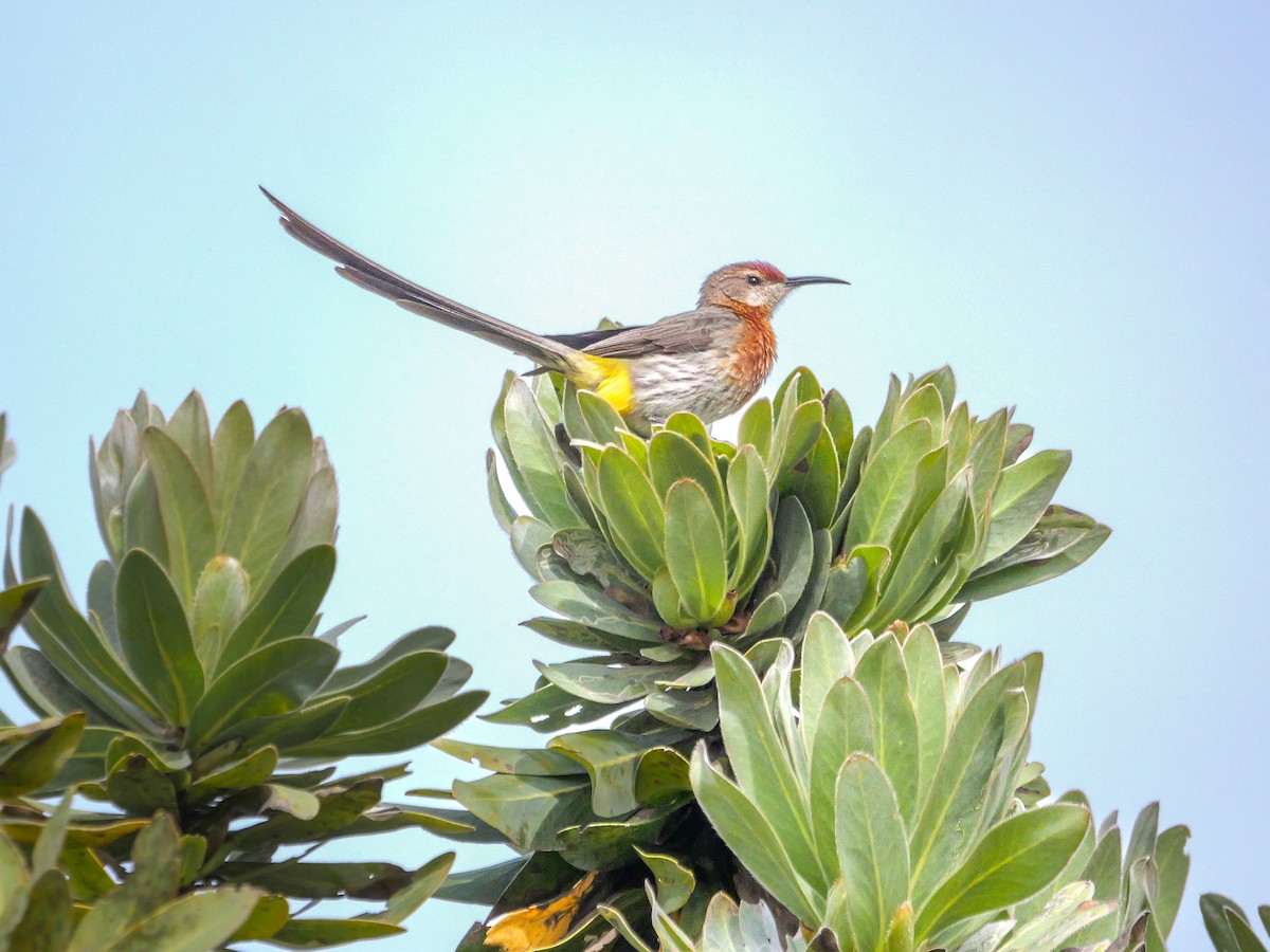 Gurney's Sugarbird - ML644692760