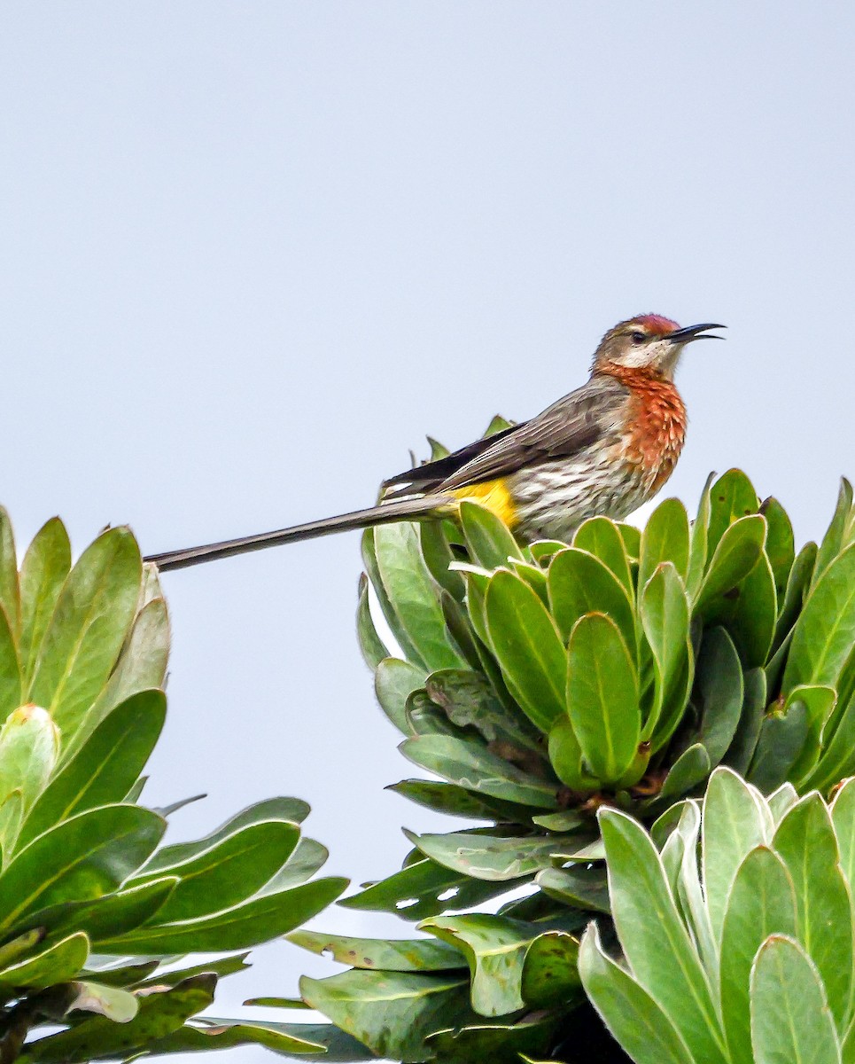 Gurney's Sugarbird - ML644692761