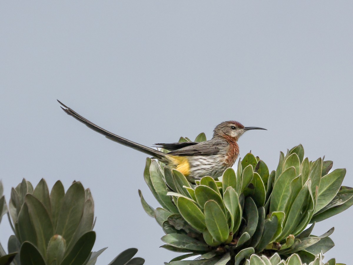 Gurney's Sugarbird - ML644692762