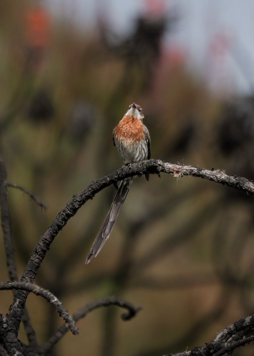 Gurney's Sugarbird - ML644692764