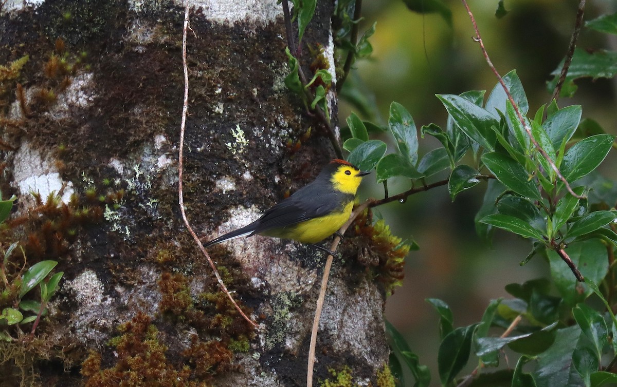 Collared Redstart - ML644692766