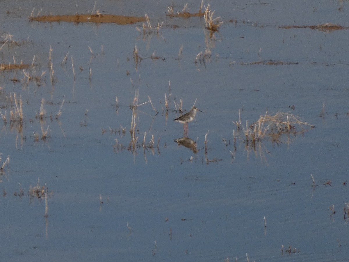 Spotted Redshank - ML644692767