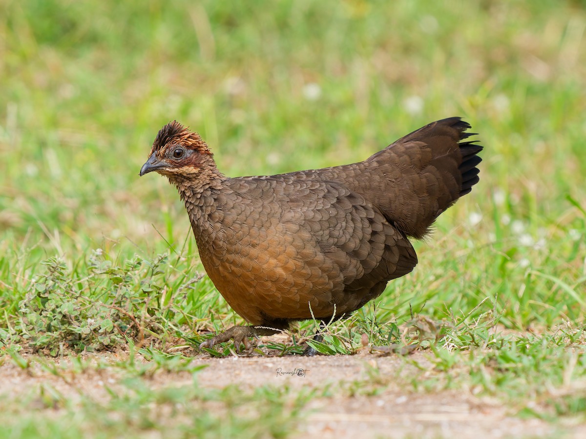 Painted Spurfowl - ML644692769
