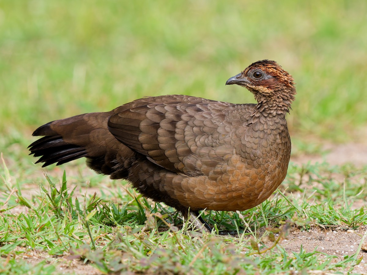 Painted Spurfowl - ML644692770