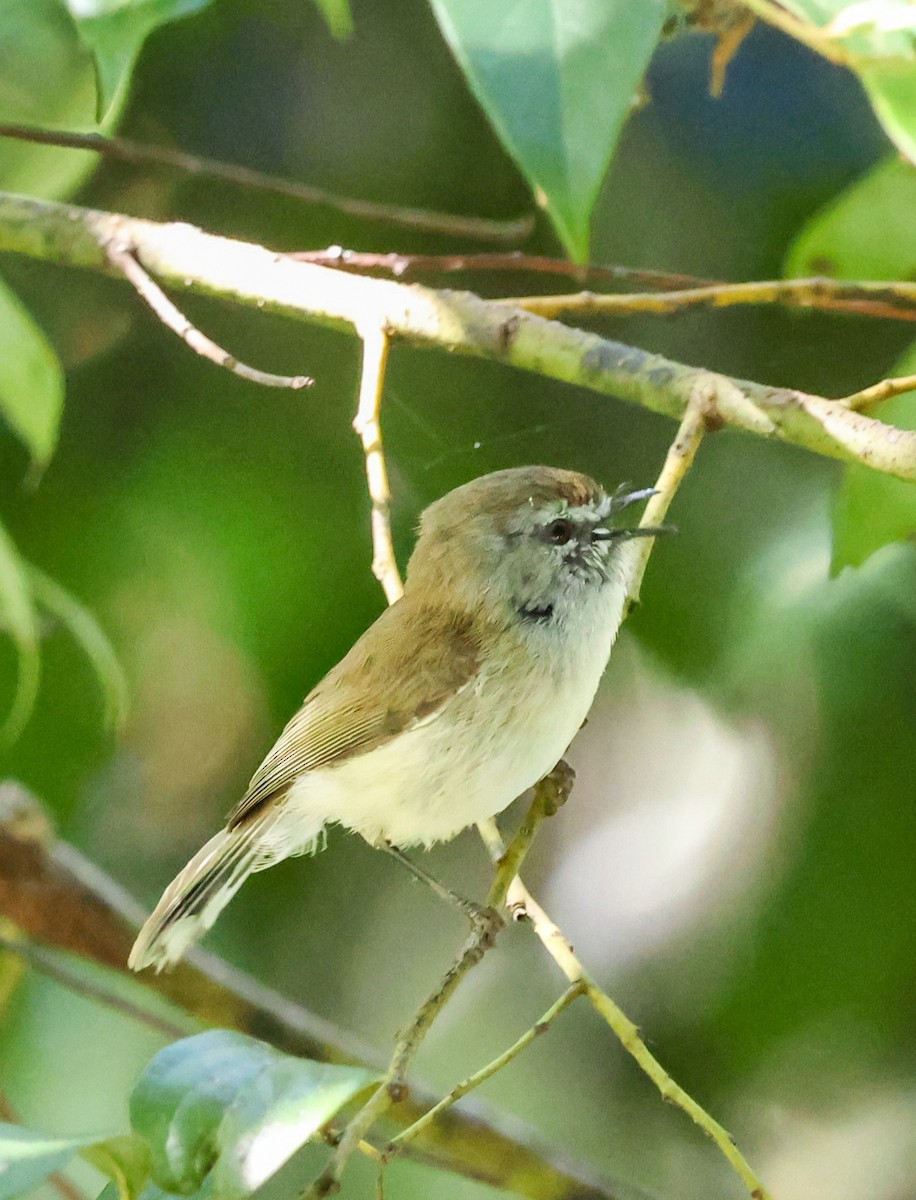 Brown Gerygone - ML644692776