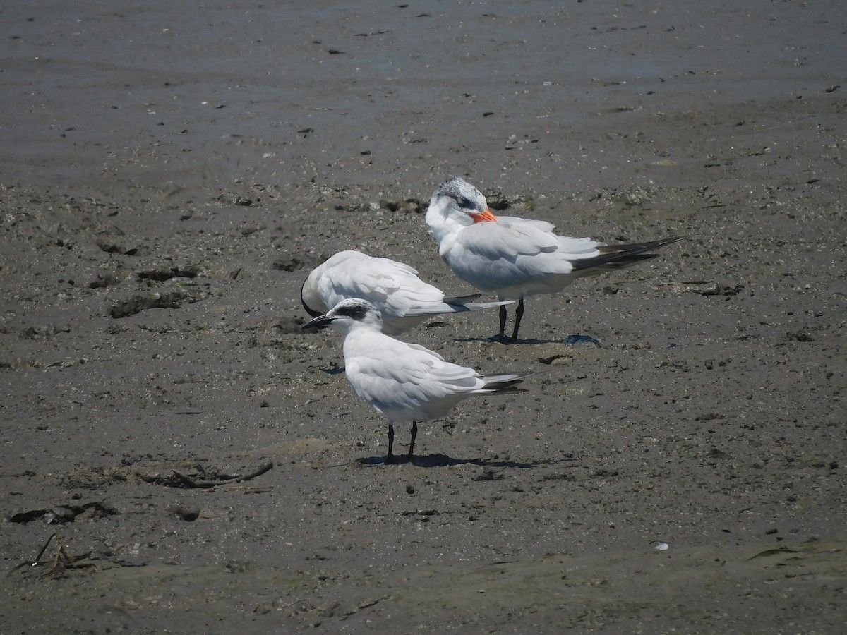 Australian Tern - ML644692777