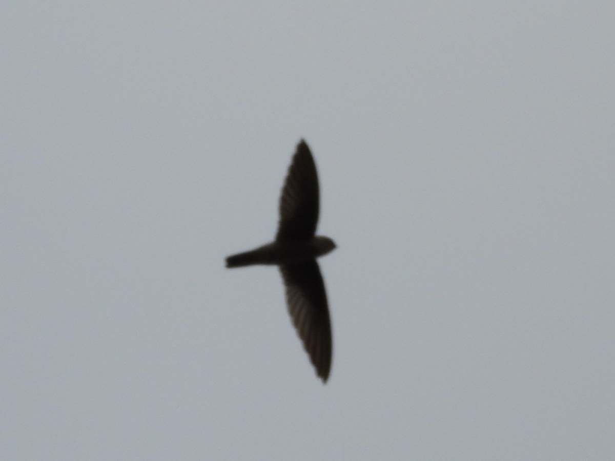 White-nest Swiftlet - ML644692778
