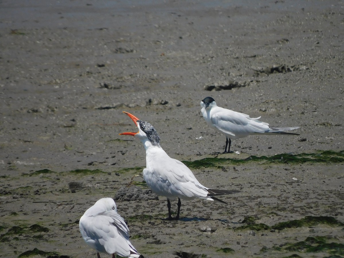 Caspian Tern - ML644692779