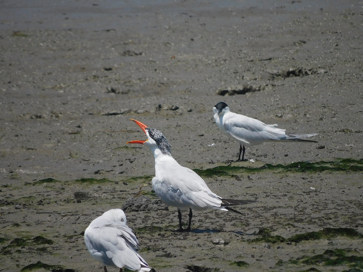 Caspian Tern - ML644692780