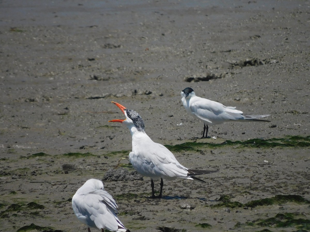 Caspian Tern - ML644692781