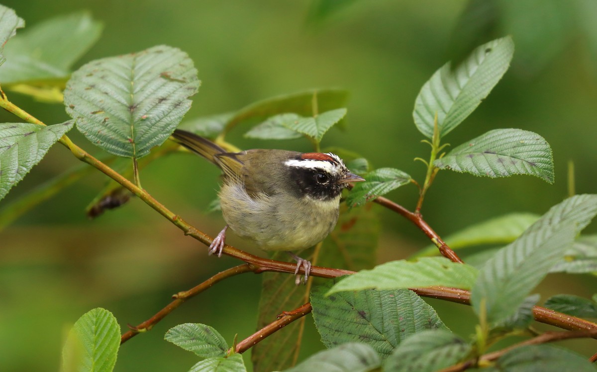 Black-cheeked Warbler - ML644692782