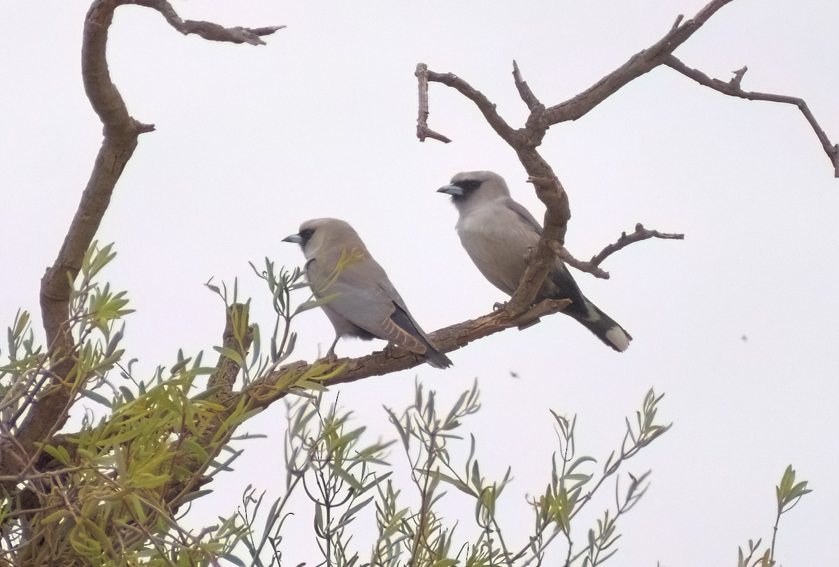Black-faced Woodswallow - ML644692784