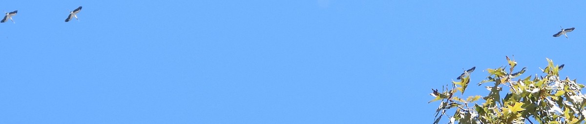 Wood Stork - ML644692787